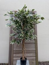 Ficus groen/wit 120cm zijden