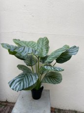 Calathea plant 60cm zijden
