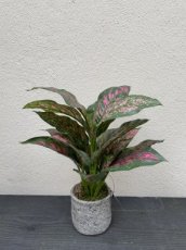Calathea roze/groen in pot zijden 40cm