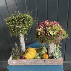 236 DIY pakket natuurlijke paddestoelen